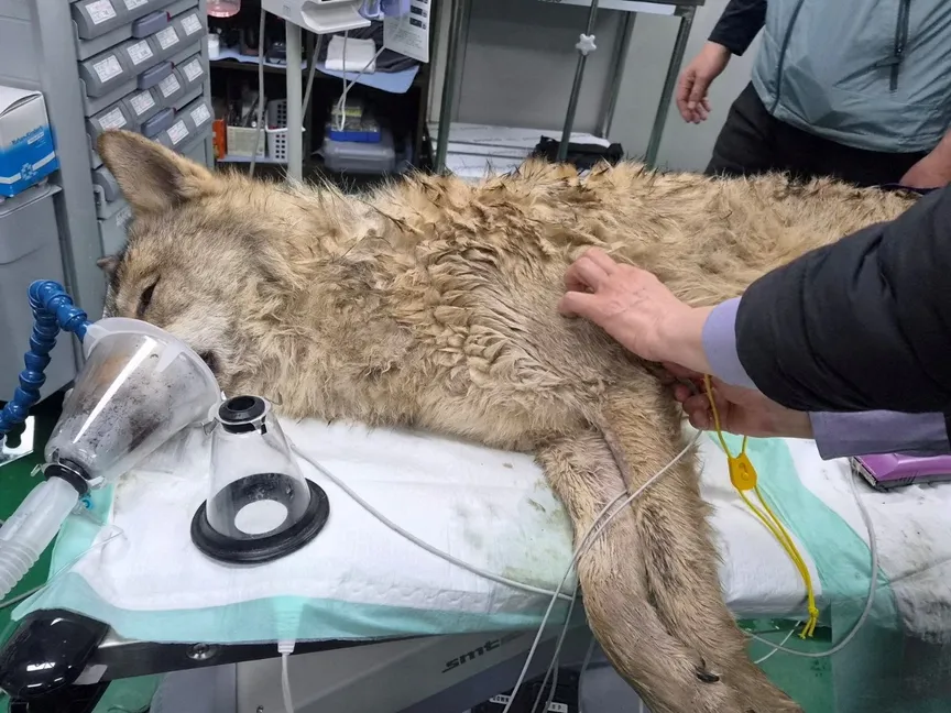 كوريا الجنوبية.. إمساك ذئب بعد هروبه من حديقة الحيوان لمدة 9 أيام