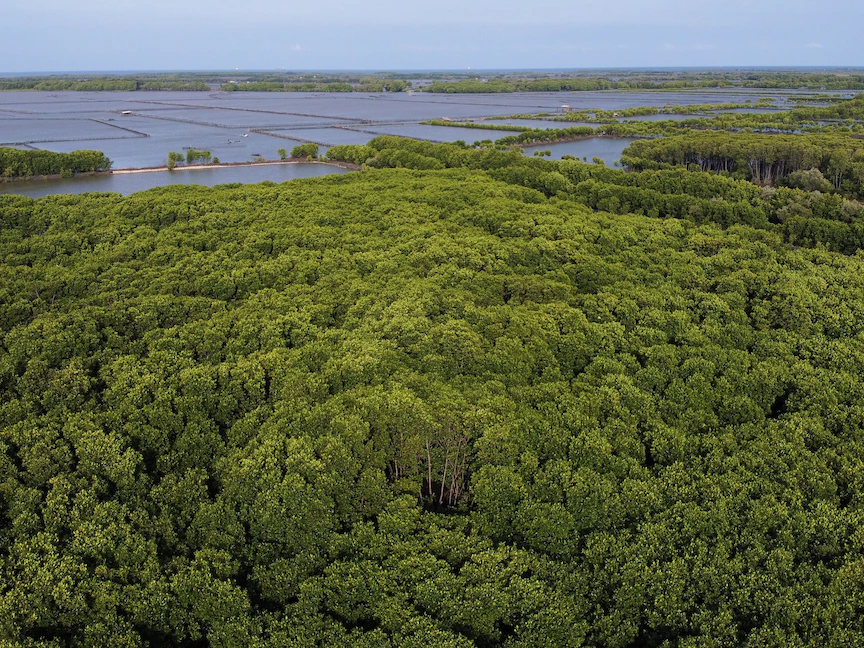 منطقة أعيد زرعها بأشجار المنغروف في مقاطعة إندرامايو بالجانب الغربي من إندونيسيا - 14 مارس 2021 - REUTERS