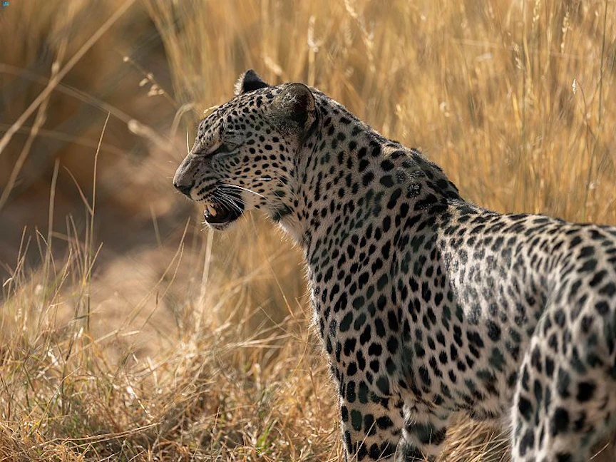 النمر العربي - واس