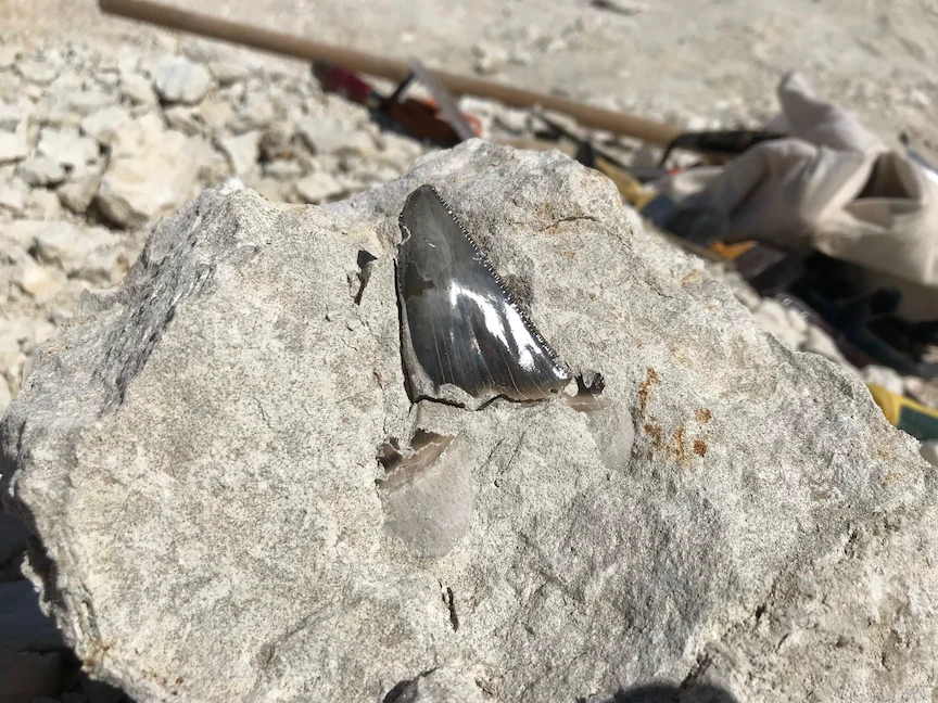 صورة لأحد الاكتشافات الأحفورية في السعودية، 11 أكتوبر 2022. - twitter/@SgsOrgSa