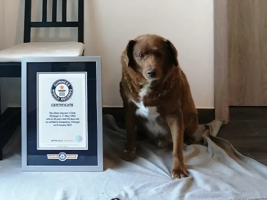 موسوعة جينيس للأرقام القياسية سجلت الكلب "بوبي" أكبر الكلاب سنا في العالم. - guinnessworldrecords