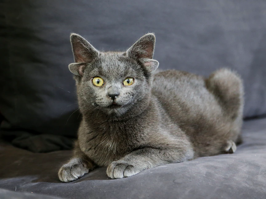 القطة التركية ميداس التي وُلدت بأربع آذان وعيب في الفك. - REUTERS