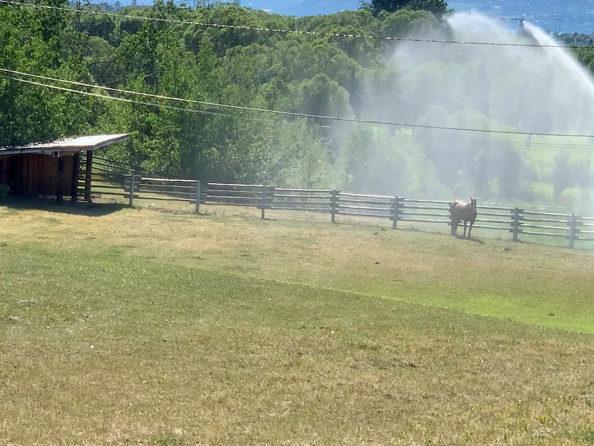رشاشات مياه مسلطة على حصان وسط موجة حارة في مدينة كيلونا بمقاطعة كولومبيا البريطانية في كندا - 30 يونيو 2021 - via REUTERS