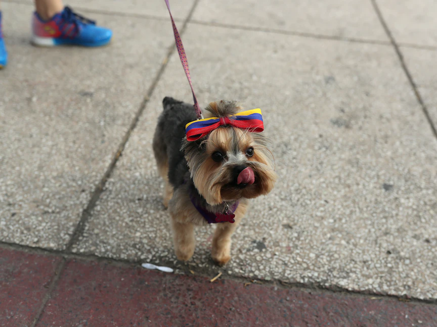 فنزويلا.. حفل للكلاب مع تخفيف قيود كورونا