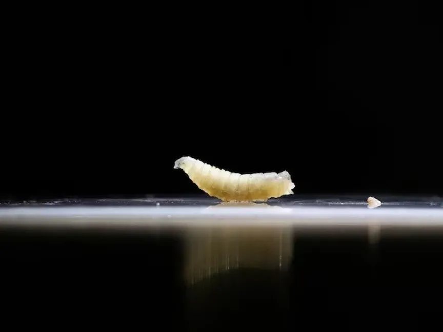 عينة من الديدان الحلزونية معروضة في عيادة بيطرية في تاباتشولا، ولاية تشياباس، المكسيك. 4 يوليو 2025 - Reuters