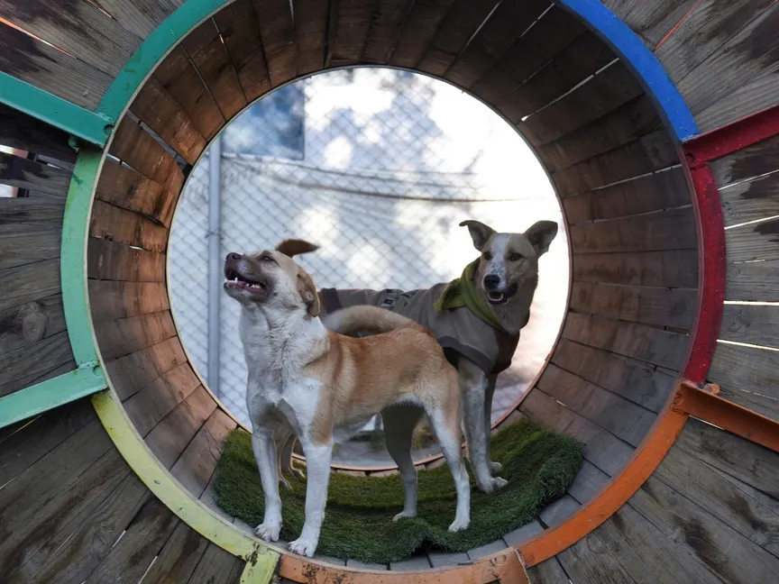 كلبان يعيشان بمرافق التلفريك في بوليفيا. 20 يوليو 2024 - Reuters