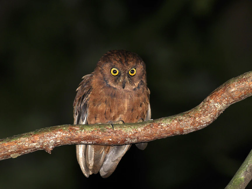 نوع جديد من "البوم" يعيش في جزيرة "برينسيبي" وهي جزء من جمهورية "ساو توني وبرينسيب" الديموقراطية في وسط إفريقيا - ZooKeys