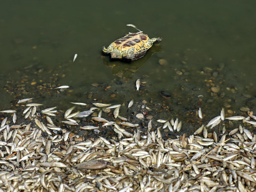 سلحفاة نافقة قرب أسماك نافقة أيضاً على ضفة نهر في محافظة ميسان جنوب شرقي العراق. 3 يوليو 2023 - AFP