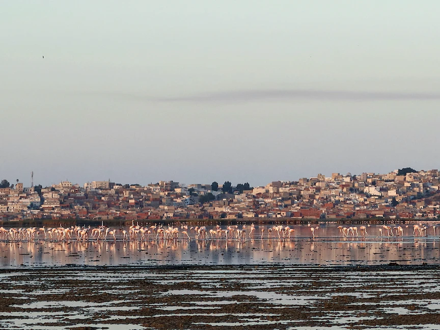 طيور الفلامنجو في بحيرة السيجومي شبه الجافة في مدينة تونس. 10 أغسطس 2023 - REUTERS