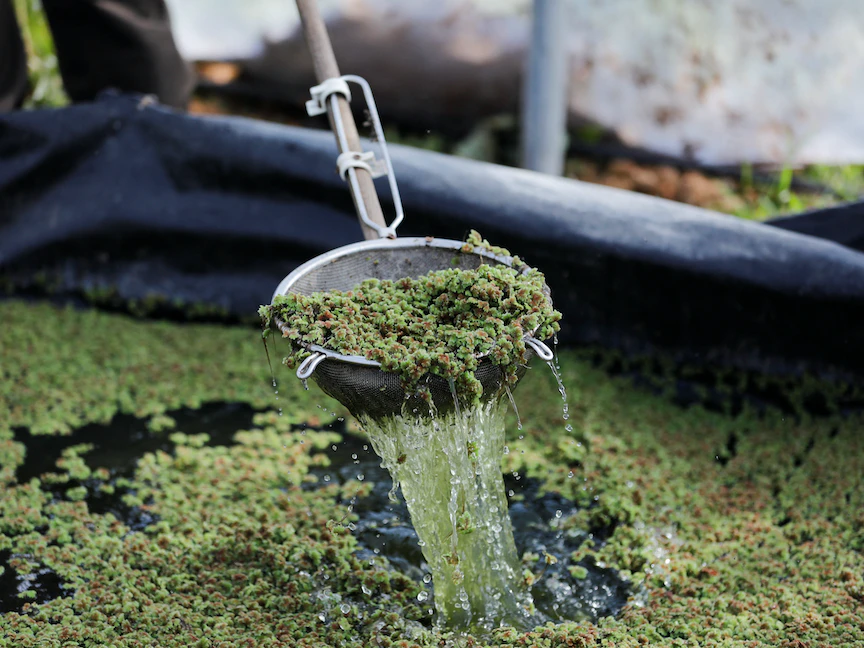 مزارع يعرض محصلوه من الطحالب عالية البروتين. 4 ديسمبر 2022 - REUTERS