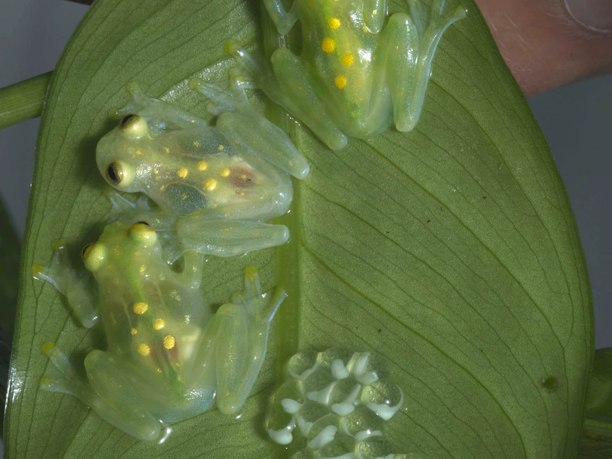 ضفادع بلورية في مركز جامباتو لأبحاث البرمائيات، الإكوادور – 15 أكتوبر 2013 - REUTERS