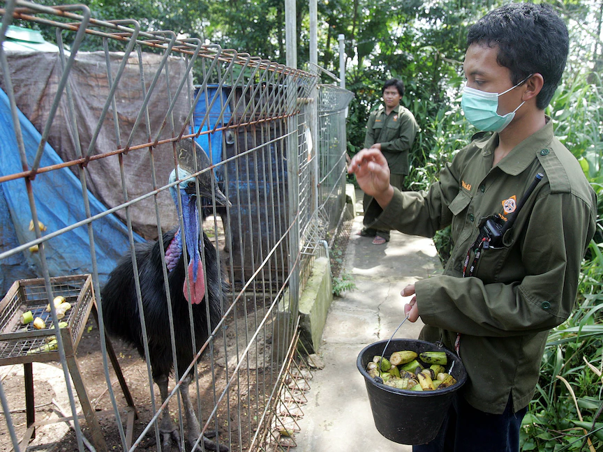 حارس يطعم طائر "كاسواري" في "مركز سيكانانجا لإنقاذ الحيوانات" في محمية سوكابومي بجزيرة جاوة في إندونيسيا - 5 يوليو 2005. - REUTERS