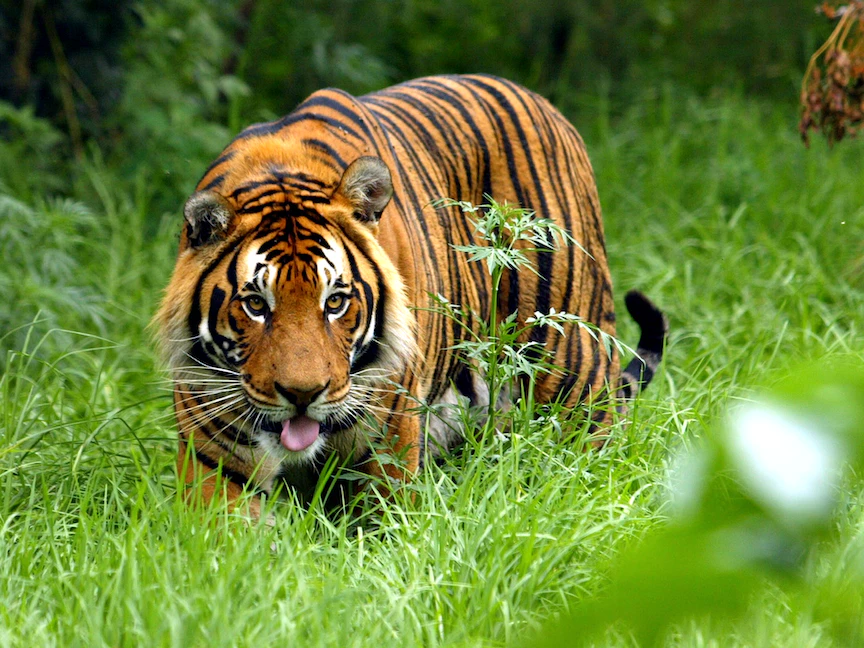 نمر يسير عبر العشب (صورة تعبيرية ) - REUTERS