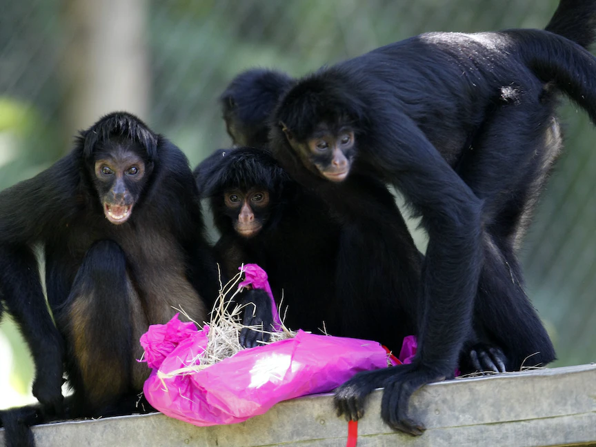 مجموعة قردة في حديقة حيوانات في ساو باولو بالبرازيل - REUTERS