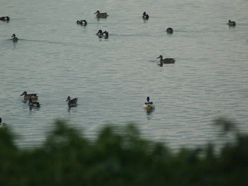 سرب من البط المهاجر في سبخة السيجومي بتونس - lostintunis.com