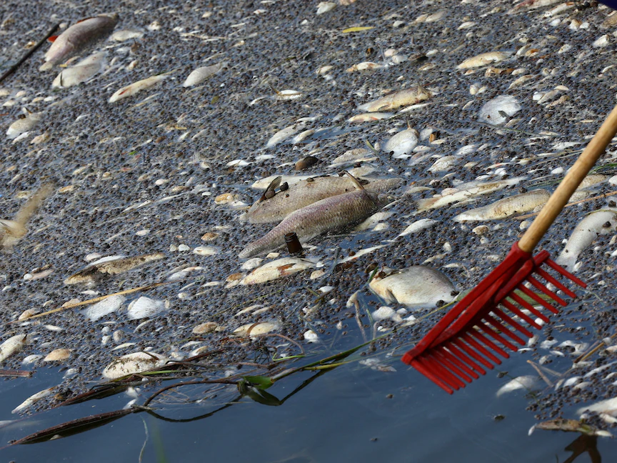 أسماك نافقة في نهر أودر - بولندا - 15 أغسطس 2022 - REUTERS