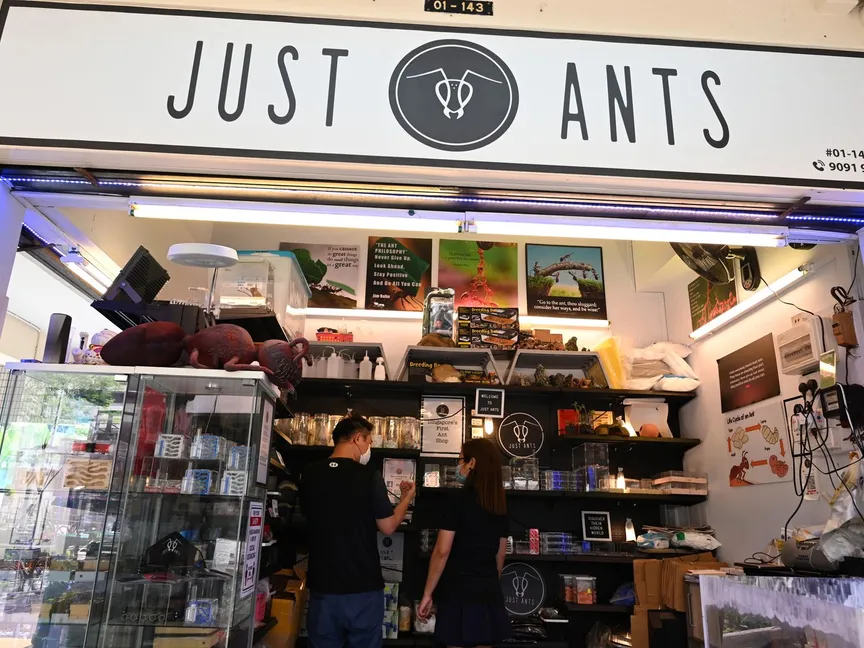 واجهة متجر "Just Ant" المخصص لبيع النمل في سنغافورة - AFP