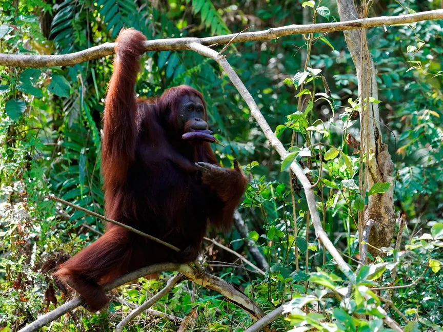 أنثى إنسان غاب في موقع لإعادة التأهيل بمقاطعة كاليمانتان الشرقية في إندونيسيا. 9 مارس 2023 - Reuters