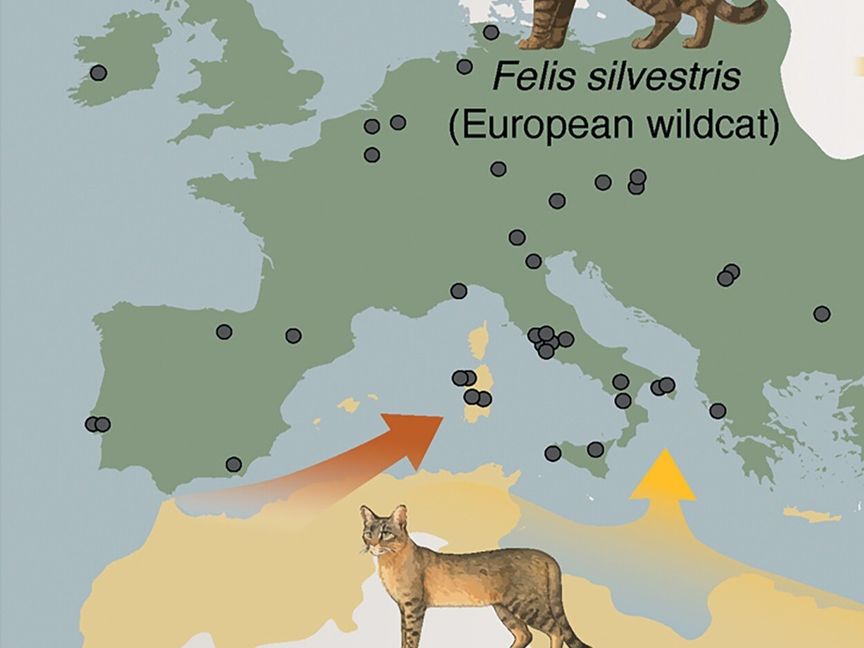 دراسة جينية تكشف تاريخ استئناس القطط قبل 2200 سنة