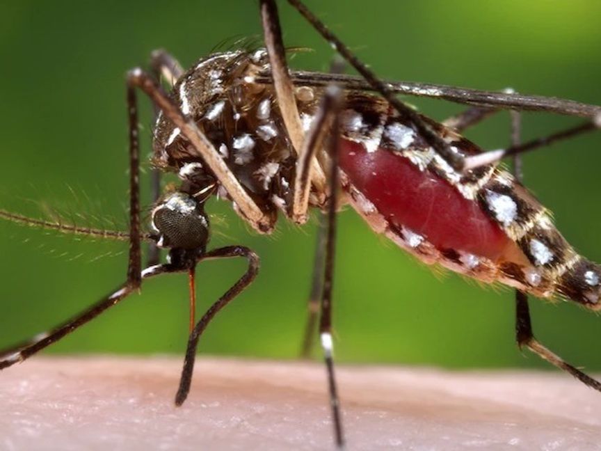 أوروبا.. إصابات متزايدة بحمي الضنك والأمراض المرتبطة بالبعوض