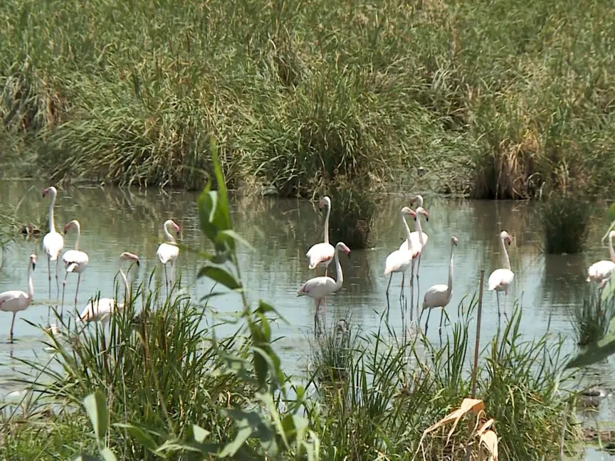 تونس.. جيش الفلامنجو الوردي يستعمر المناطق الرطبة