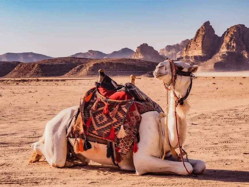 الذكاء الاصطناعي يساهم في رعاية وتربية الإبل، صورة تعبيرية - kaust.edu.sa