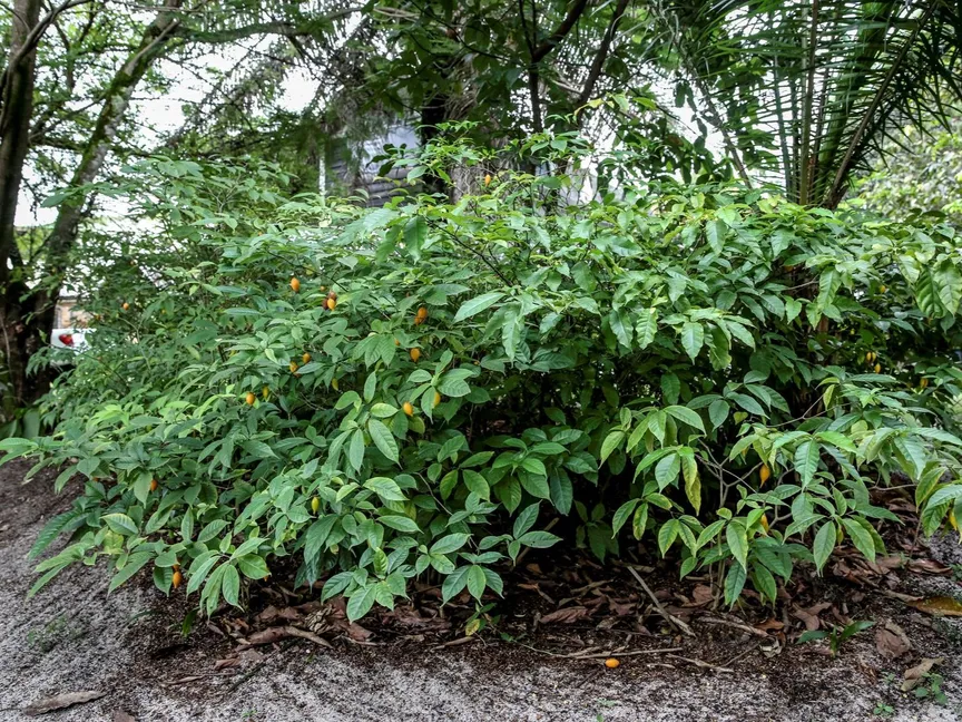 صورة تم التقاطها لشجرة نبات الإيبوجا في ليبرفيل- الجابون في 17 فبراير 2018 - AFP