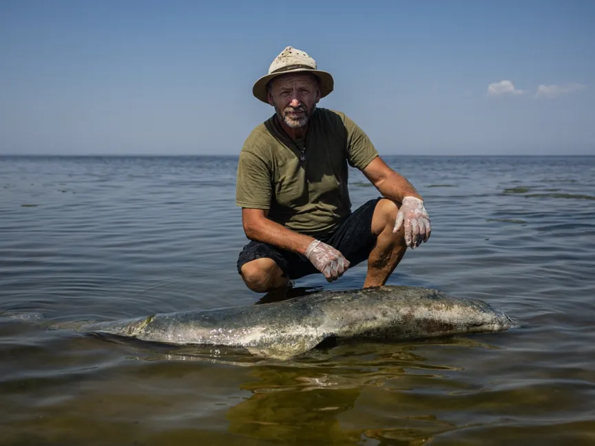 عالم يفحص دلفيناً ميتاً في منتزه ليمانس توزلي لاجونز الوطني الطبيعي بالقرب من قرية بريمورسكي في أوكرانيا. 28 أغسطس 2022 - AFP