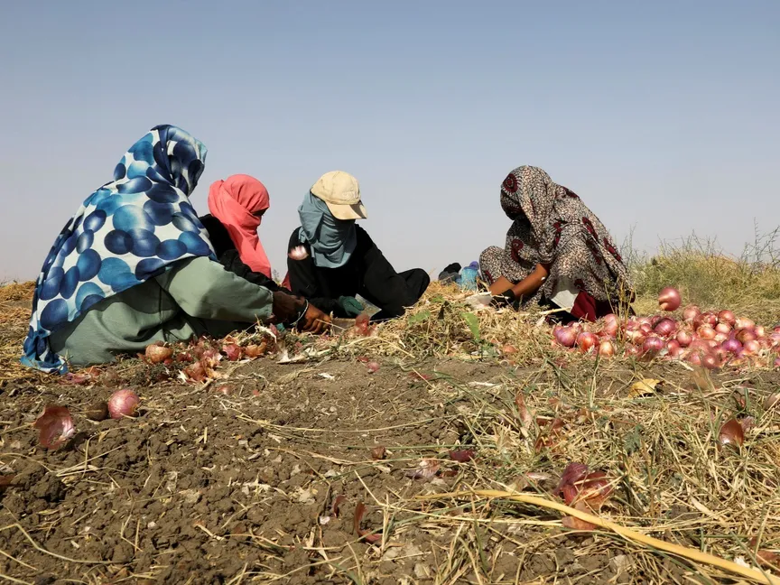 عاملات زراعيات ينظفن البصل في جنوب أم درمان بالسودان. 21 مايو 2026 - REUTERS