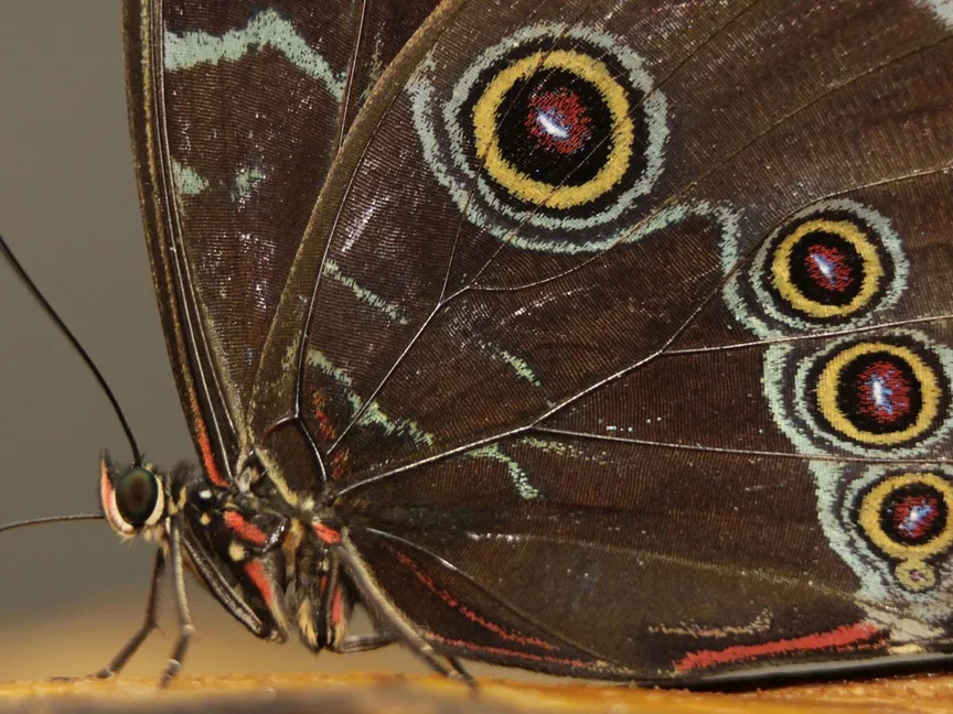 فراشة تتغذى على الفاكهة في حاضنة لشركة خاصة في كولومبيا. 21 يونيو 2012 - REUTERS