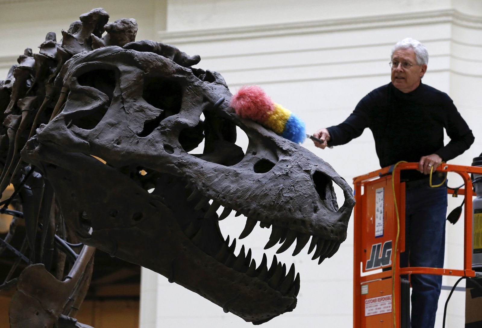 FILE PHOTO: Geologist Bill Simpson uses a feather duster to clean the 67-million-year-old Tyrannosaurus Rex fossil known as 