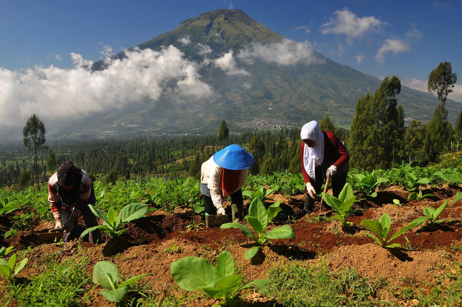 مزارعون ينظفون العشب بين أشجار التبغ في إندونيسيا - REUTERS