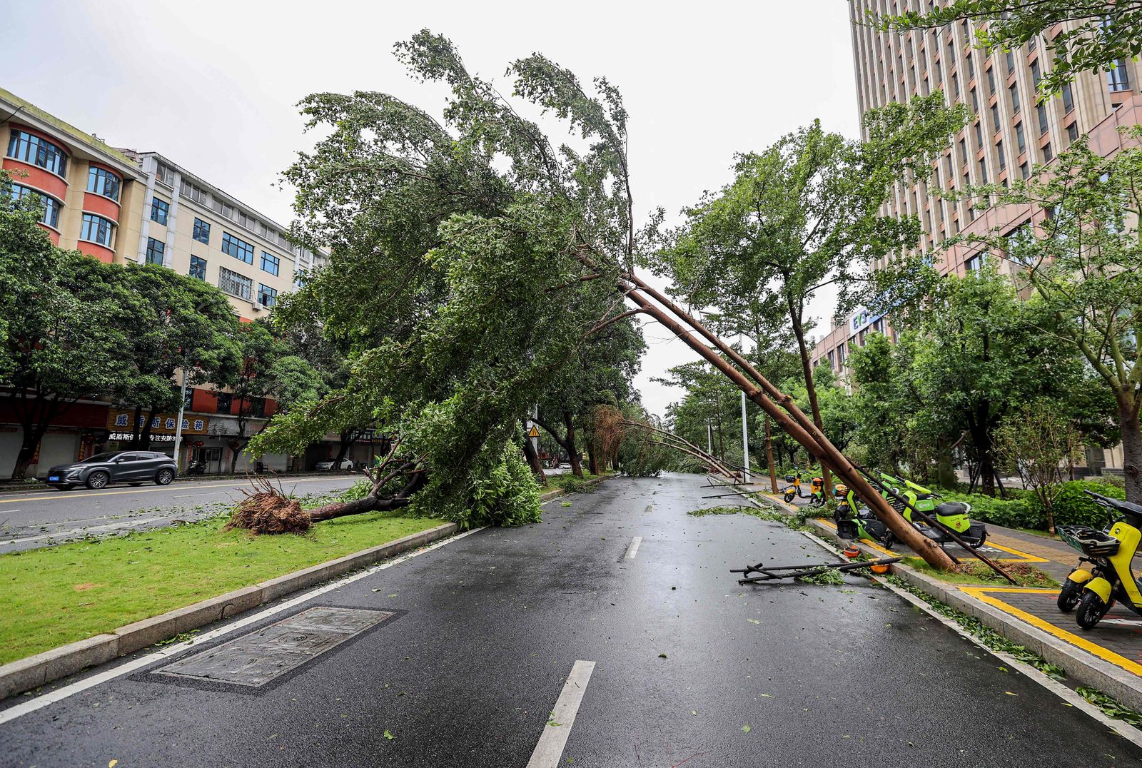 A fallen tree is seen after Typhoon Doksuri landfall in Jinjiang, in China's eastern Fujian province on July 28, 2023. Typhoon Doksuri hit southeastern China on July 28 morning, bringing high winds and battering rains to coastal areas after the deadly storm bypassed Taiwan on its way from the Philippines. Some streets in the city were strewn with fallen trees, while significant flooding elsewhere impeded passage by vehicles and brought police to the scene. (Photo by AFP) / China OUT - AFP