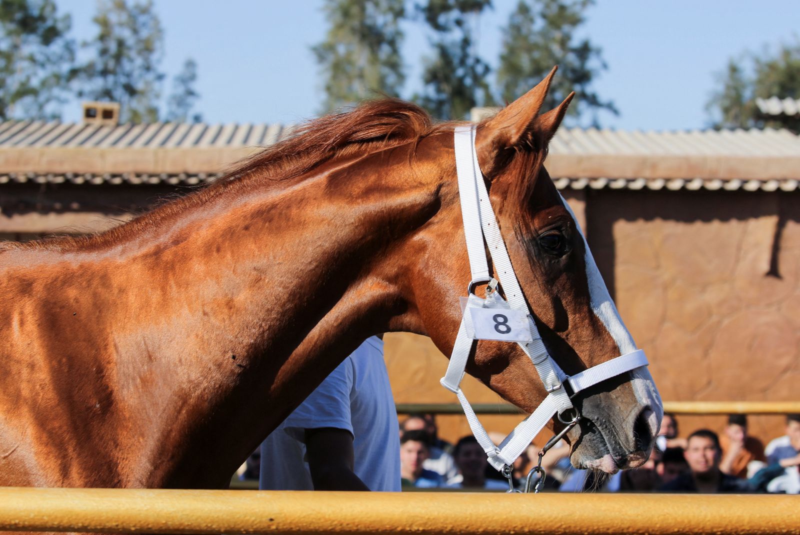 A horse is pictured during the horse auction in Misrata - REUTERS