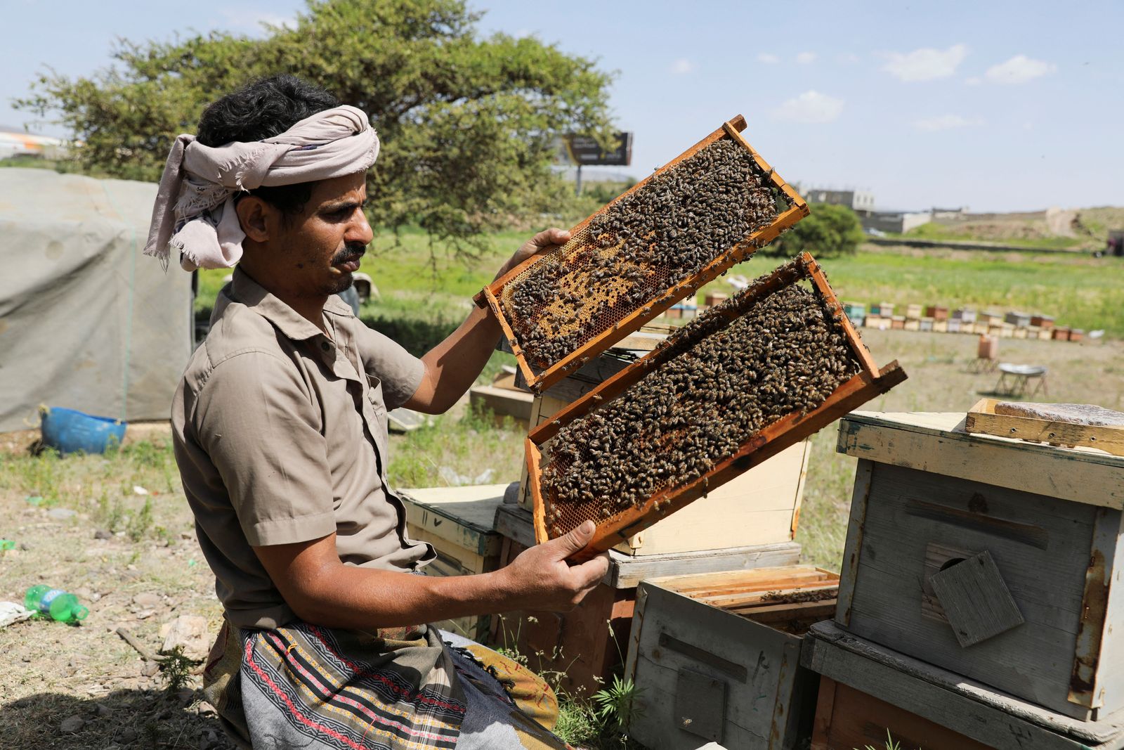 مربي النحل يعرض أقراص العسل في مزرعة على مشارف صنعاء، اليمن ، 9 يونيو 2023 - REUTERS