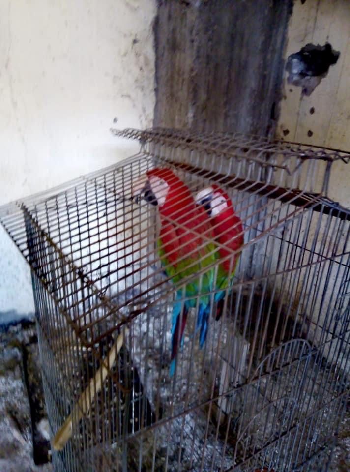 بعض الببغاوات المضبوطة - facebook.com/EgyptianCabinet