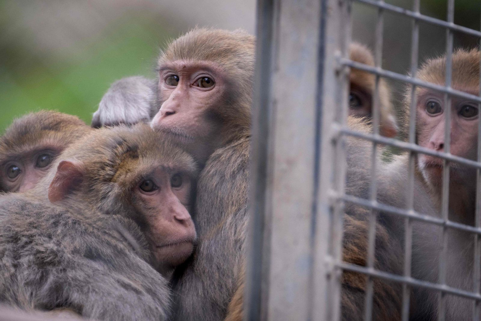 This photograph shows a group of Rhesus Macaques (Macaca Mulatta) gathered at the primatology centre of the Strasbourg university, also called Silabe (Simian Laboratory Europe), in Niederhausbergen, eastern France, on May 6, 2024. Strasbourg University's primatology centre which houses primates used for biomedical and behavioral research is under scrutiny by animal rights groups demanding that scientific studies be conducted animal-free. (Photo by SEBASTIEN BOZON / AFP)
