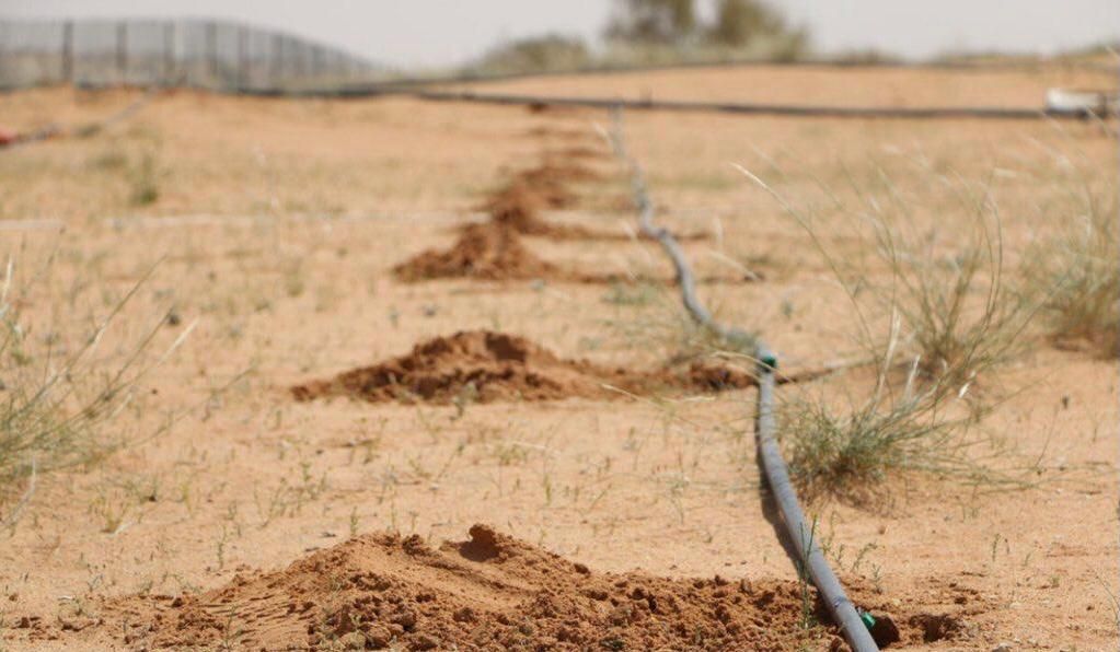 جانب من أعمال التشجير في السعودية ضمن مبادرة السعودية الخضراء - المركز الوطني لتنمية الغطاء النباتي ومكافحة التصحر