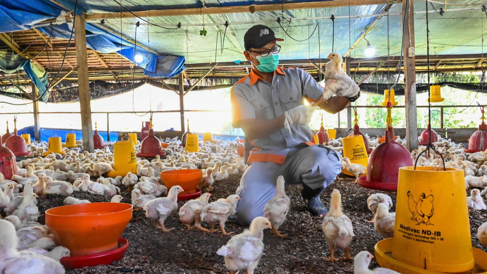 "الفاو" تحذر من زيادة "مقلقة" في إصابات إنفلونزا الطيور
