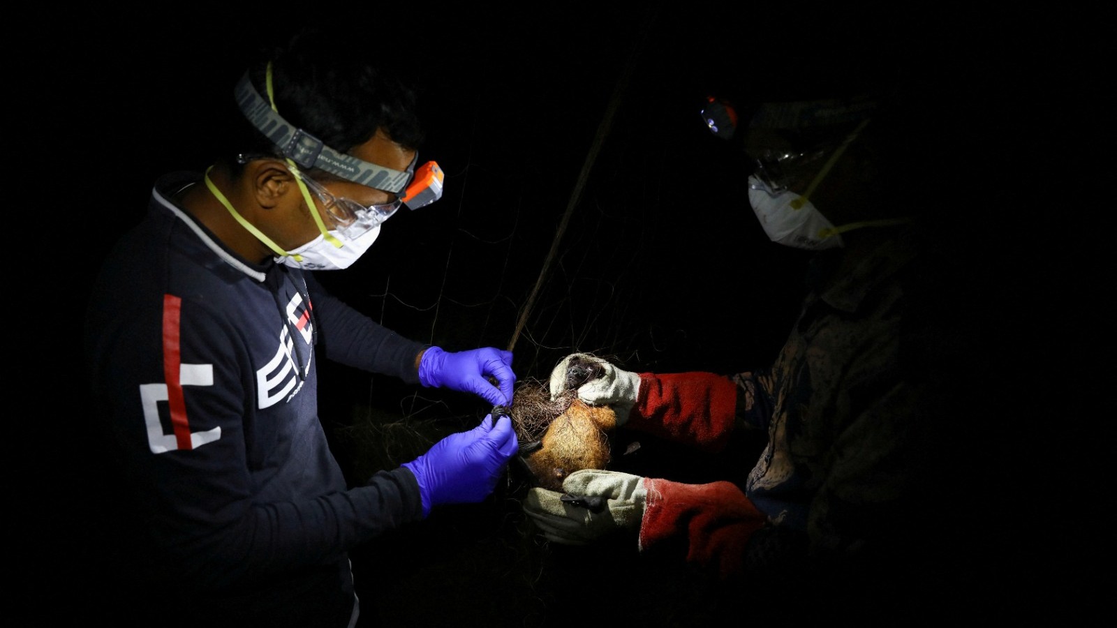 الصحة العالمية خطر انتشار فيروس “نيباه” خارج الهند منخفض