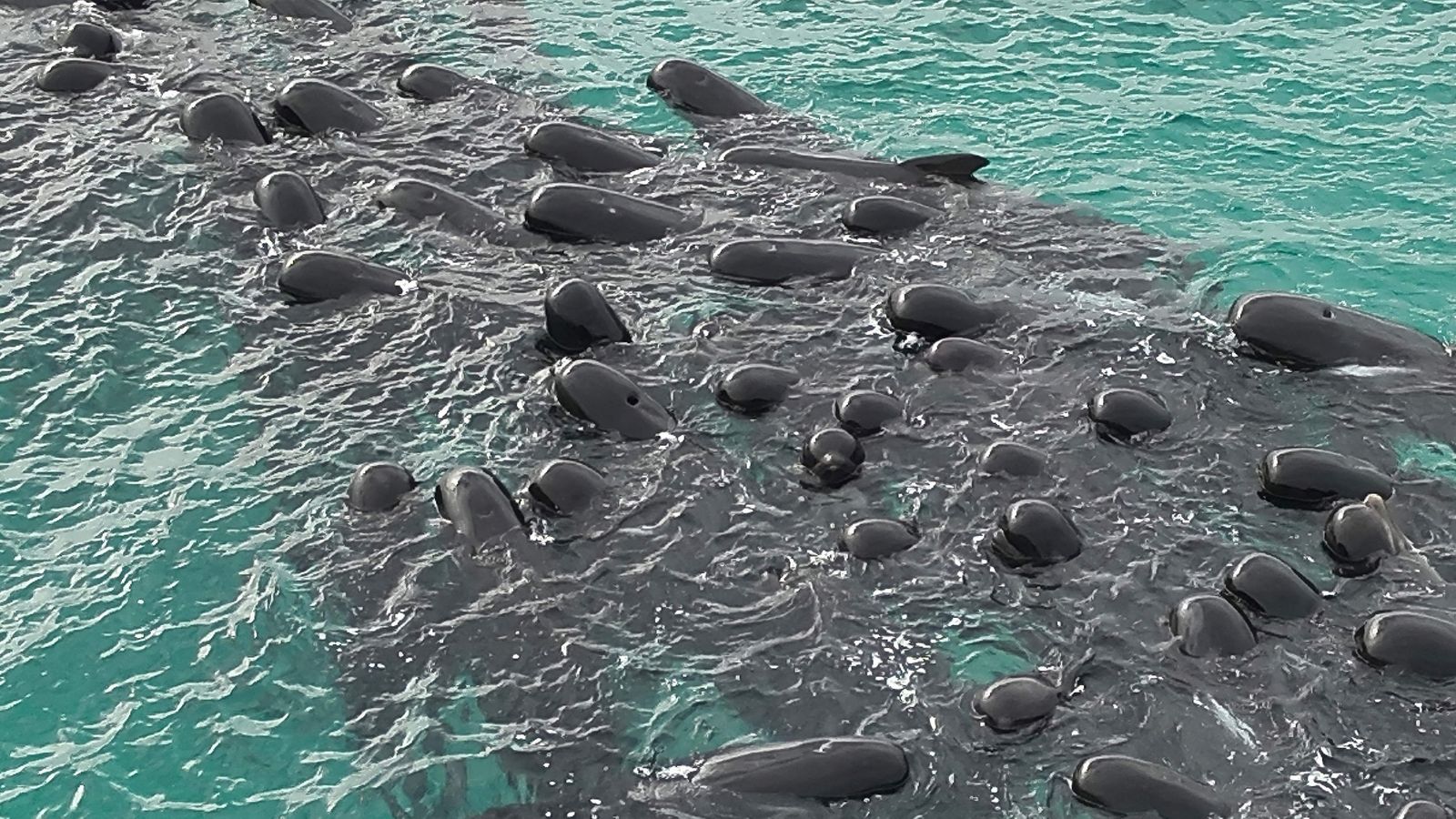 A handout aerial photograph taken on July 25, 2023 and released by the Western Australia Department of Biodiversity, Conservation and Attractions, shows pilot whales gathering before scores stranded at Cheynes Beach near Albany in Western Australia. Scores of pilot whales stranded themselves on a beach in Western Australia on July 25, wildlife officials said, after a pod of around 60 to 70 of the animals massed offshore. (Photo by WA Department of Biodiversity, Conservation and Attractions / AFP) / ----EDITORS NOTE ----RESTRICTED TO EDITORIAL USE MANDATORY CREDIT ' AFP PHOTO / WESTERN AUSTRALIA DEPARTMENT OF BIODIVERSITY, CONSERVATIONA AND ATTRACTIONS  NO MARKETING NO ADVERTISING CAMPAIGNS - DISTRIBUTED AS A SERVICE TO CLIENTS