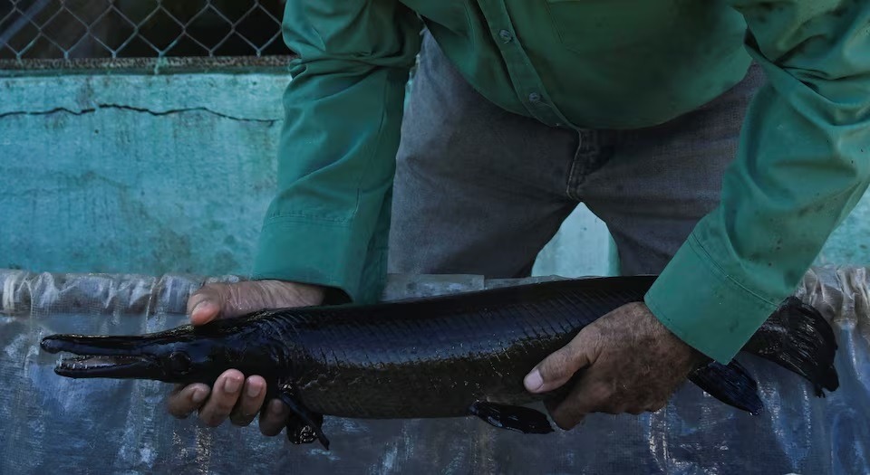 أسماك المانجوارِي المهددة بالانقراض في مستنقع زاباتا، سيناجا دي زاباتا، كوبا، 19 نوفمبر 2025