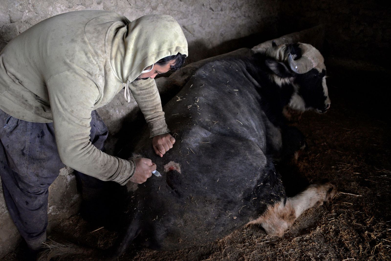 Iraqi farmer Saadoun Roumi injects a dose of the foot-and-mouth vaccine to his ailing buffalo at his farm in the village of Badush, northwest of the city of Mosul, on February 7, 2023. - The severe, highly contagious livestock disease has plagued Iraq for decades, but this year's outbreak has already had a devastating impact described as unprecedented by veterinarians in Nineveh province. This strain -- never before recorded in Iraq -- is resistant to the vaccines normally used in the country, leaving authorities scrambling to obtain the right doses to inoculate livestock and prevent further spread. (Photo by Zaid AL-OBEIDI / AFP) - AFP