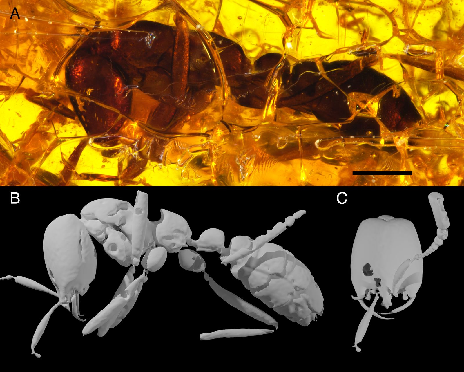 إعادة بناء الحفرية تظهر أوجه تشابه تشريحية مع بعض أنواع النمل المحارب الموجود حالياً - Museum of Comparative Zoology, Harvard University; ©President and Fellows of Harvard College