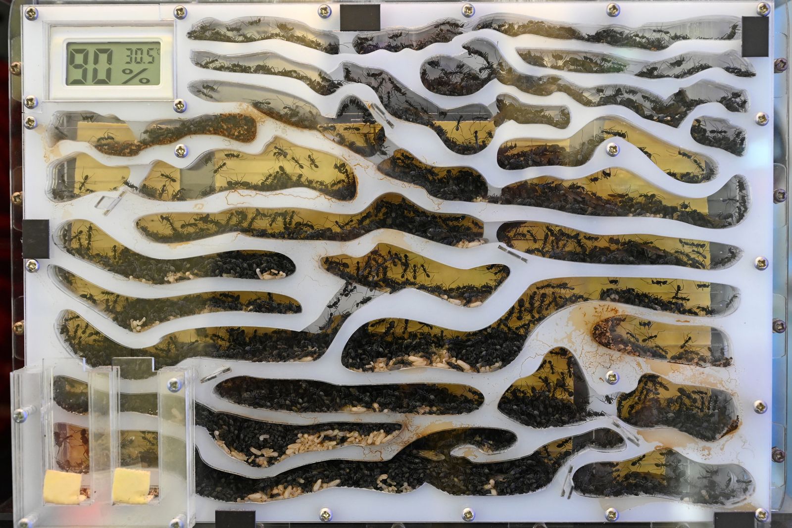 This photograph taken on September 23, 2020 shows ants inside a formicarium at the 