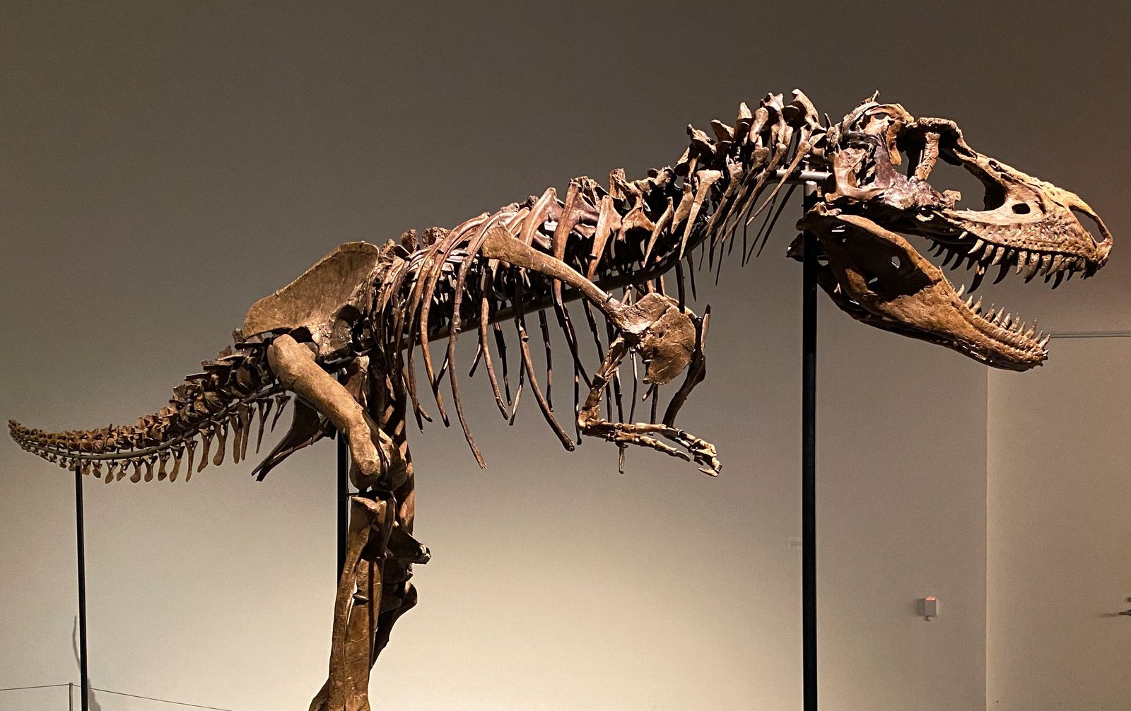هيكل عظمي تم اكتشافه مؤخراً لديناصور من نوع غورغوصور قبل مزاد 