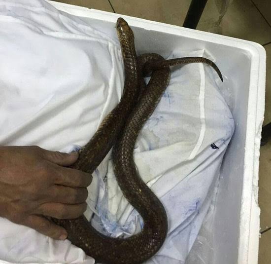 جانب من الثعابين والعقارب والعناكب وغيرها من الكائنات الحية التي أحبطت السلطات المصرية تهريبها إلى داخل البلاد، القاهرة، مصر. 30 يونيو 2025