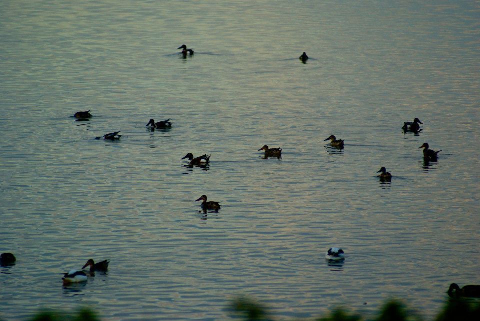 يسبح البط ويقتات بالقرب من نفايات منزلية ملقاة بالقرب من البحيرة - lostintunis.com