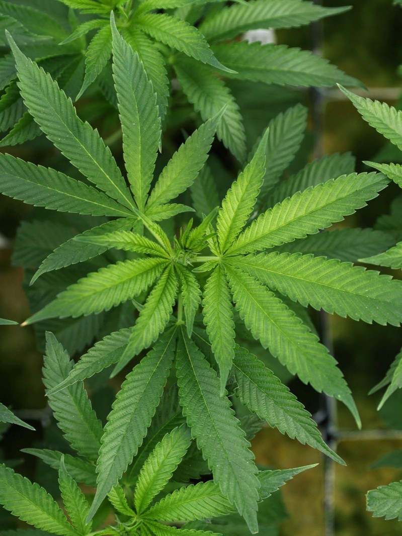 بعد قرار ترمب بتخفيف القيود عنها.. ما هي فوائد وأضرار الماريجوانا؟ 