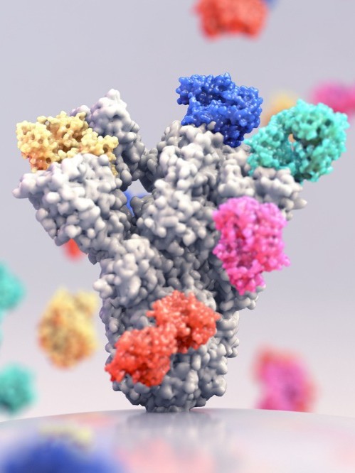 باحثون يقتربون من إعادة برمجة الجهاز المناعي لإنتاج أجسام مضادة فعالة 